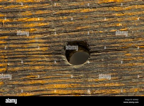 Hole In Wood Stock Photo Alamy