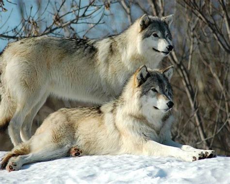 Wolf Couple Wolf Photos Wolf Pictures Beautiful Creatures Animals
