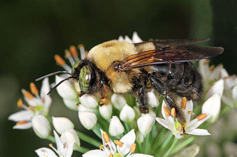Carpenter bees might be annoying, but they are tremendous pollinators and cause less damage than you carpenter bees are amazing native pollinators and are an important part of the ecosystem for several sara haddow on july 2, 2020 at 2:13 pm. Carpenter Bee Control & Carpenter Bee Extermination in NJ ...