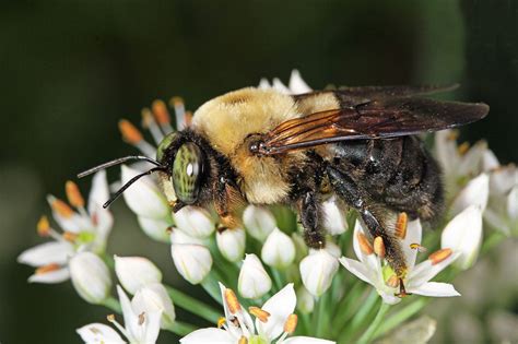 Carpenter bee removal job in lawrenceville, ga. Carpenter Bee Control & Carpenter Bee Extermination in NJ & FL | Excel Pest Control