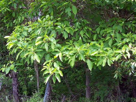 All parts of the plants are fragrant. Sassafras Tree Pictures