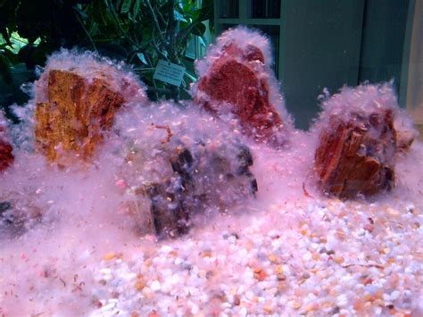 Fish, like people, need a. Mold In Fish Tank | My Aquarium Club