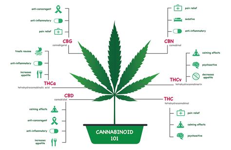 Other Types Of Cannabinoids Looking Beyond Thc And Cbd Livwell Blog