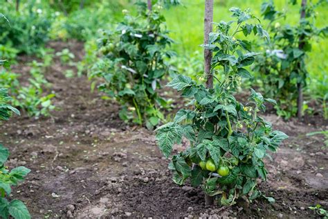10 Tipps Zur Perfekten Tomate Aus Dem Eigenen Garten Plantura