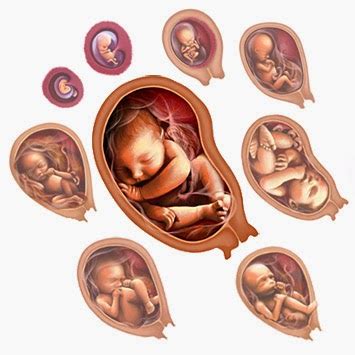 DESARROLLO HUMANO Prenatal Y Primeros Pasos