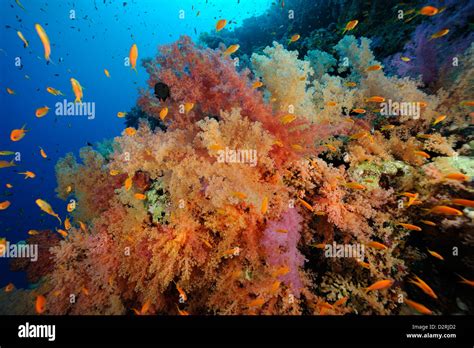 Underwater Coral Reef Colony Of Soft And Hard Corals Red Sea Egypt