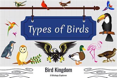 Top 109 Animals And Birds Names With Pictures