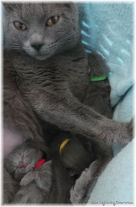 Chartreux Kittens Born On 05 03 2016 Blue Lightning Chartreux