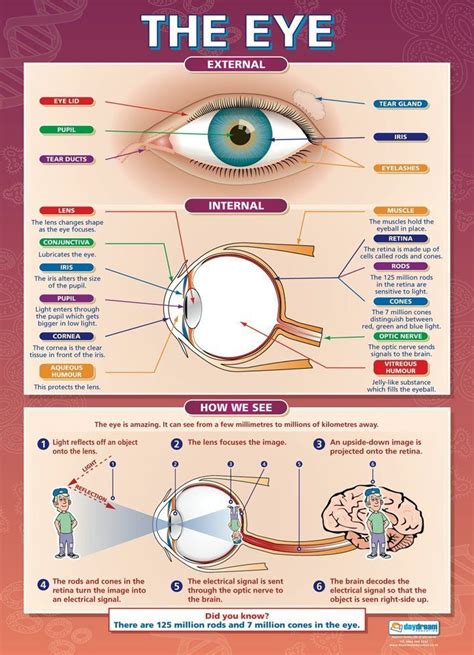 The Eye Science Educational Wall Chartposter In High Gloss Paper A1
