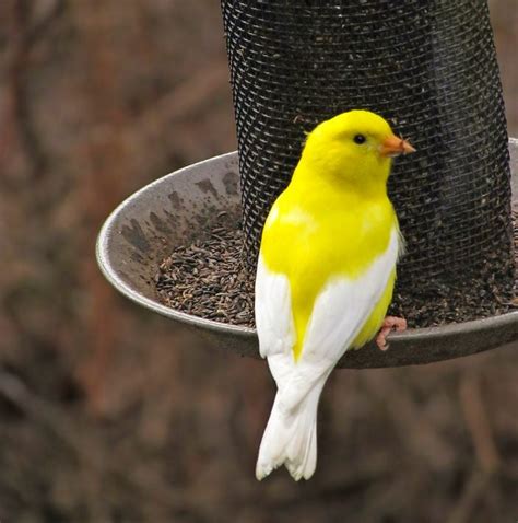15 Photos Of White Cardinals And Leucistic Birds Birds And Blooms