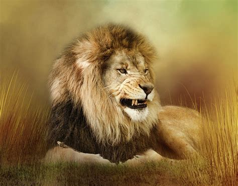 Snarling Lion Digital Art By Tnbackroadsphotos Pixels