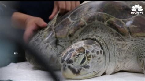 ‘lucky Coins Inadvertently Kill Sea Turtle Nbc News