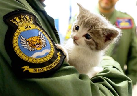 Kitten Survives 300 Mile Car Journey Land Of Cats