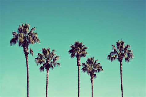 California Palm Trees Photograph By Melanie Lawson Fine Art America