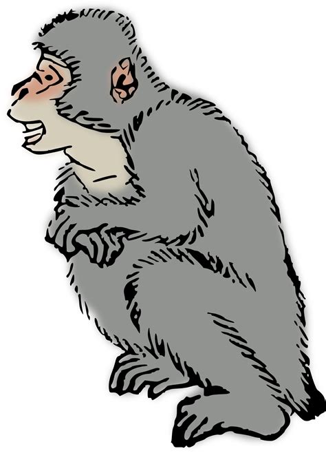 Monkey Macaque Drawing Free Image Download