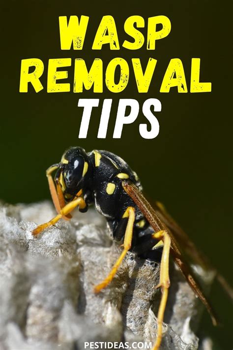 The average cost of pest control where you live is.see our pricing advice so you don't pay too wasp nests. Wasp Removal Tips in 2020 | Wasp nest removal, Wasp ...