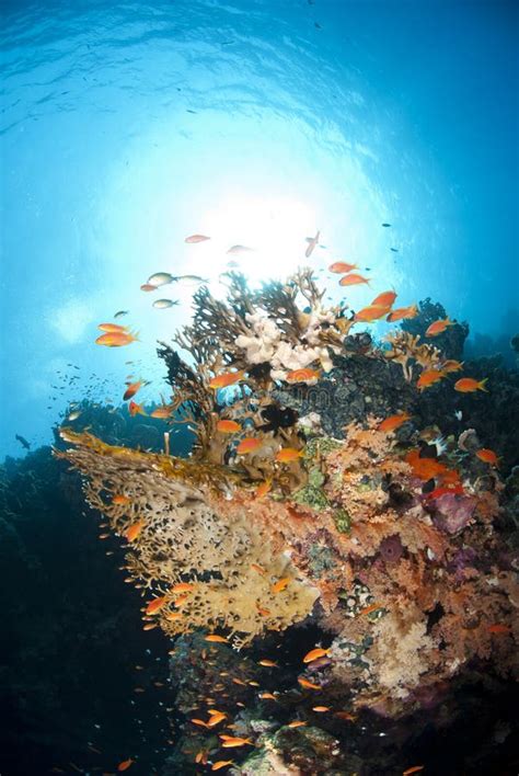 Colourful Underwater Tropical Coral Reef Scene Stock Photo Image Of