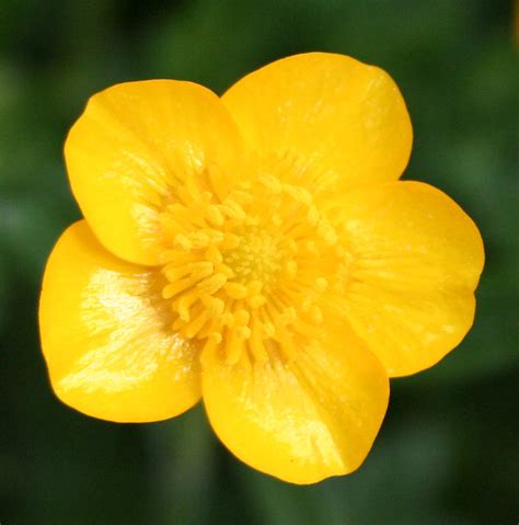 Wild Buttercup Flickr Photo Sharing