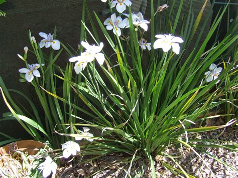 More plants african violets apples azaleas and rhododendrons beans begonias brugmansias camellias cannas carrots clematis coleus corn crepe myrtles cucumbers daffodils. African iris | Palms and plants | Pinterest | Irises and ...