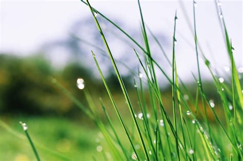 Premium Photo Close Up Of Wet Grass