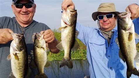 Group Bass Fishing On Lake Okeechobee Out Of Clewiston Florida