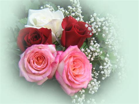 Pues este es el mejor regalo para el cumpleaños de una amiga o cualquier miembro de la familia. Rosas hermosas - fondos de escritorio