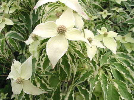 Check spelling or type a new query. Heritage Seedlings: Woody trees and shrubs
