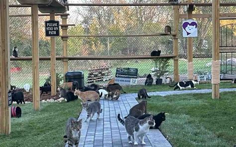 Minnesota Cat Sanctuary Unveils New Outdoor Playground For Feral