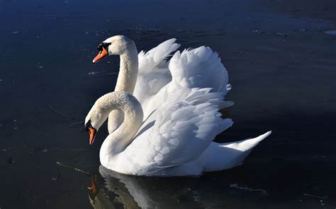 Animal Mute Swan Hd Wallpaper