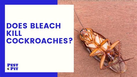 Does Bleach Kill Cockroaches 5 Creative Ways Of Using Bleach To Kill Or Repel Cockroaches
