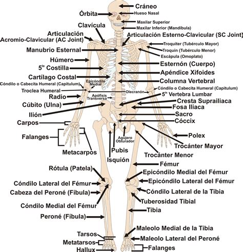 Lista De Los 206 Huesos Del Cuerpo Humano Riset