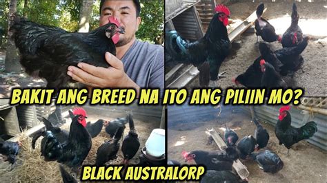 Bakit Ang Black Australorp Ang Napili Kung Breed Na Paramihin Youtube