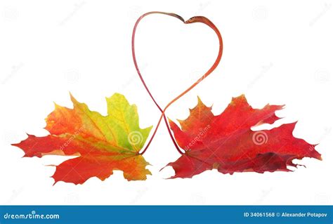 Autumn Maple Leaves Heart Stock Photo Image Of Growth 34061568