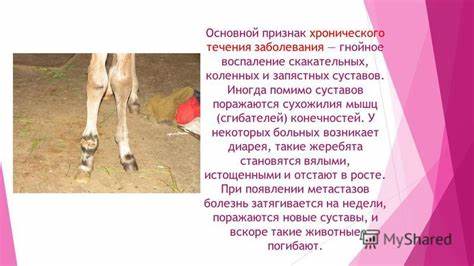 Воспаление коленных суставов диета Презентация на тему: "Стрептококкозы молодняка Подготовила студентка Презентация на тему: "Стрептококкозы молодняка Подготовила студентка Воспаление коленных суставов диета