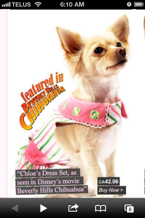 Jul 29, 1998 · beverly hills chihuahua 3: 17+ best images about Beverly Hills Chihuahua on Pinterest ...