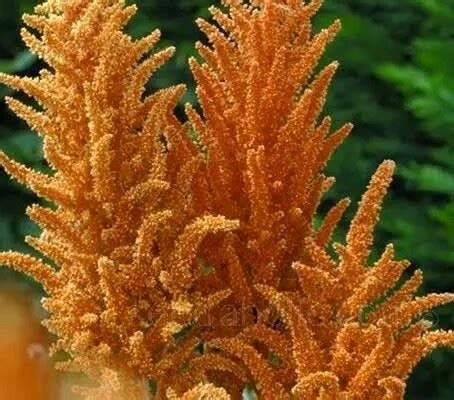 Maybe you would like to learn more about one of these? Annual Flower Amaranthus Hot Biscuit 50 Seeds easy to grow ...