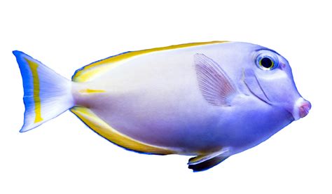 Fish Png Transparent Images Free Download Pngfre