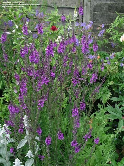 Purple flowers add richness and depth to any landscape design, be it a formal or informal type. PlantFiles Pictures: Linaria Species, Purple Toadflax ...