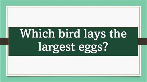 Which Bird Lays The Largest Egggeneral Knowledgegklittlestar1992
