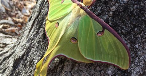 Species Spotlight: Luna moth