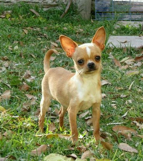 53 Imagen De Perro Chihuahua Cabeza De Venado Picture