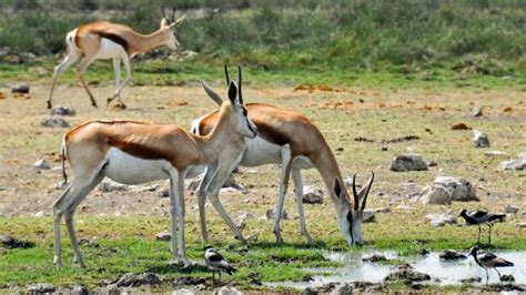 Free Images Nature Prairie Adventure Dry Wildlife Herd Africa