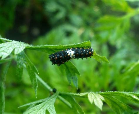 The Enchanted Tree Raising Black Swallowtail Caterpillars Enchanted