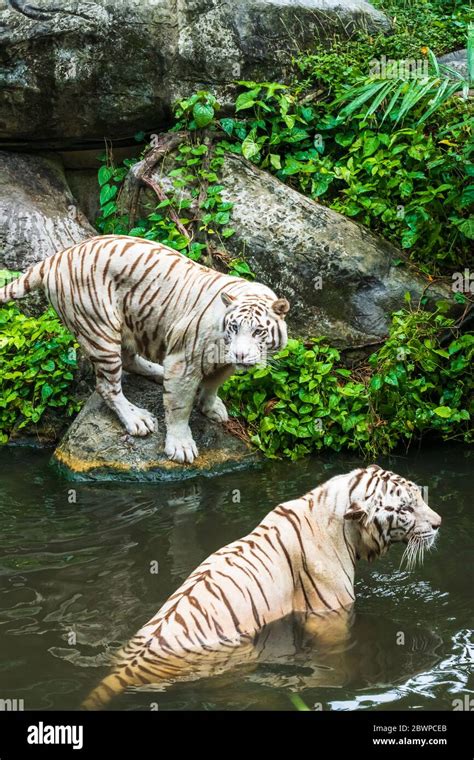 White Tigers At The Singapore Zoo Singapore Republic Of Singapore