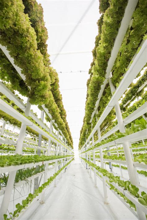 How Does Vertical Farming And The Iot Intersect In The Cleanroom