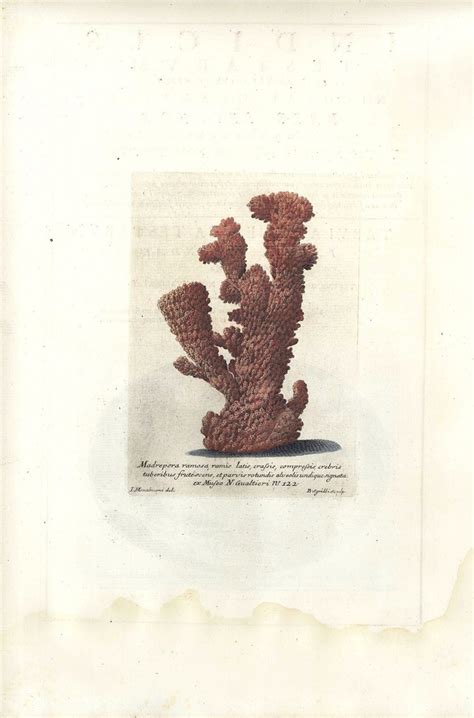 If you're looking for a place to get away, look no further than gualtieri. Lot 491: 2 Nicolai Gualtieri colored coral engravings