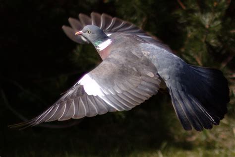One Legged King Pigeon Eka Pada Rajakapotanasana Animalia Asana