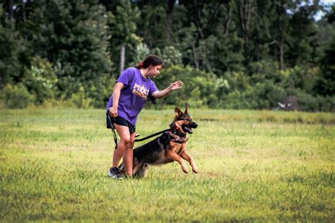 Board and Train: Professional Dog Training Services - Odyssey Canine