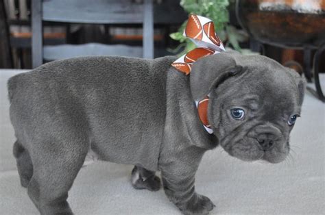 Blue French Bulldog Puppies For Sale For Sale In Houston Texas