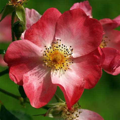 Rose was born in heidelberg in 1946. Romania National Flower Dog Rose Pictures - | Dog flower ...